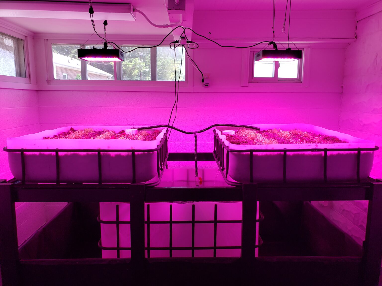 Plants growing indoors under pink LED grow lights in a controlled growing room